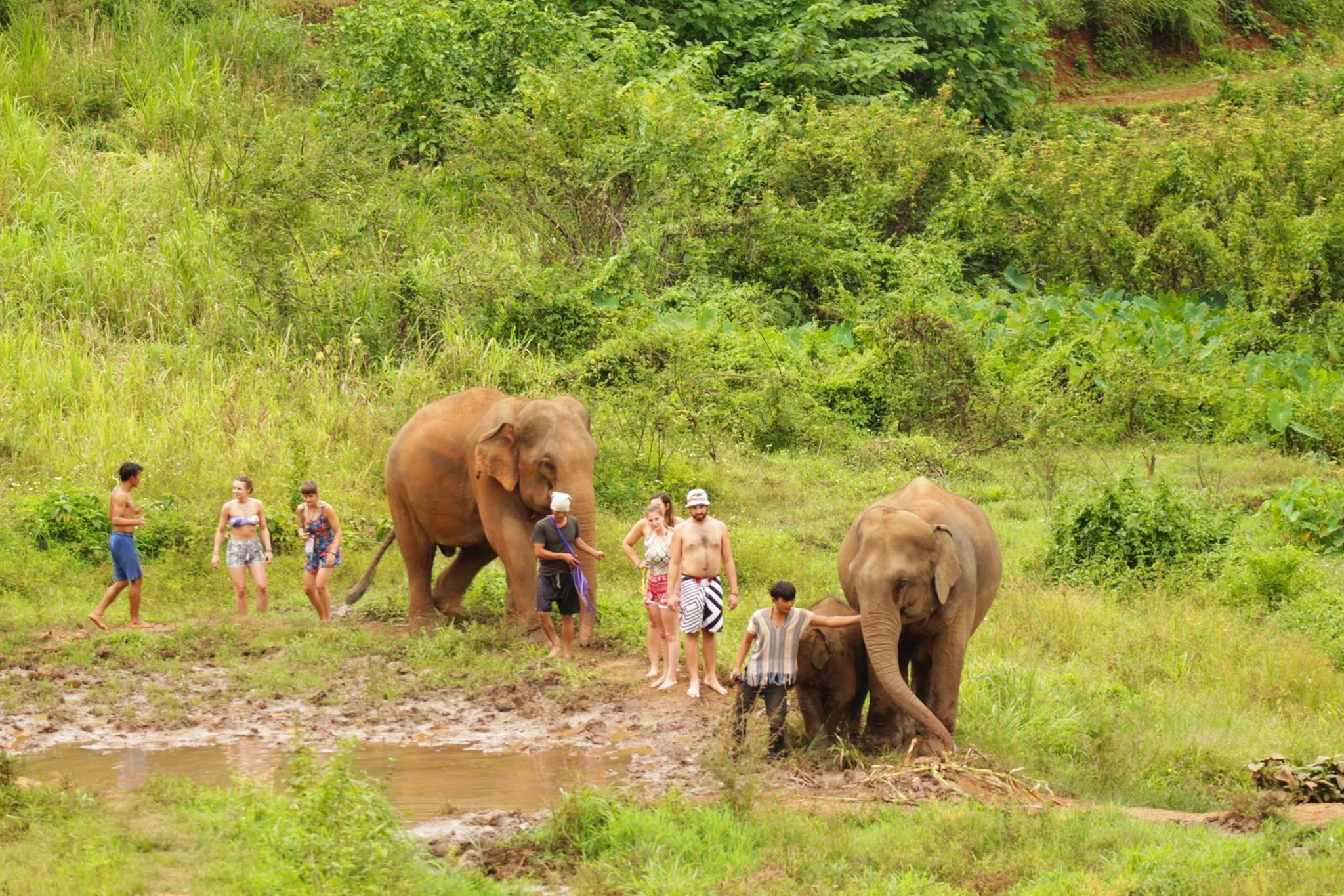 Visit an Elephant Camp in Chiang Mai