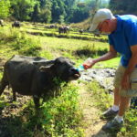 Feeding buffalo hill tribe village in Chiang Mai