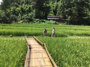 Rice fields at BaanTong Luang village