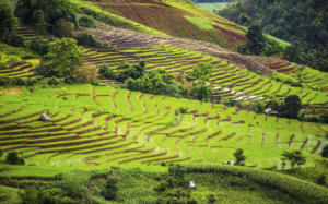 Pa Pong Piang Rice Terraces Tour