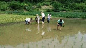 1 Day Hill tribe tour Chiang Mai rice planting 500 280 comp