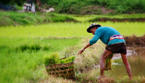 Local farmer rice petra edit vg 700 401 PNG