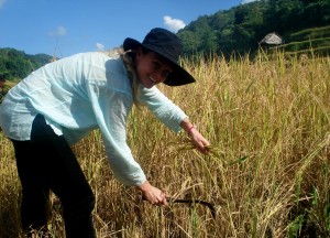 Rice Harvest farming mae hong son