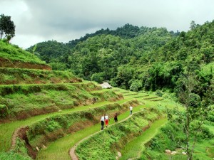 Walking through rice terraces 